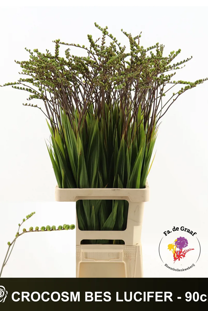 İthal Crocosmia Bes Lucifer 90cm - Ürün Görseli 1
