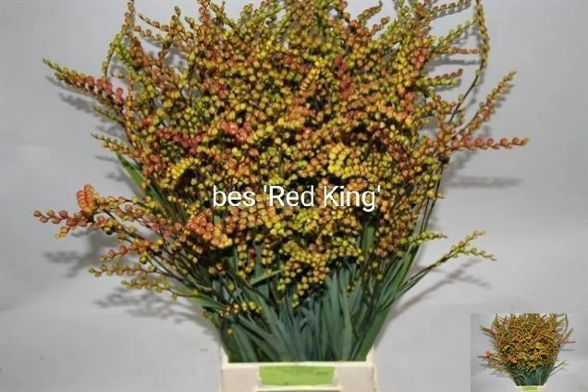 İthal Crocosmia M Bes 80cm - Ürün Görseli 1