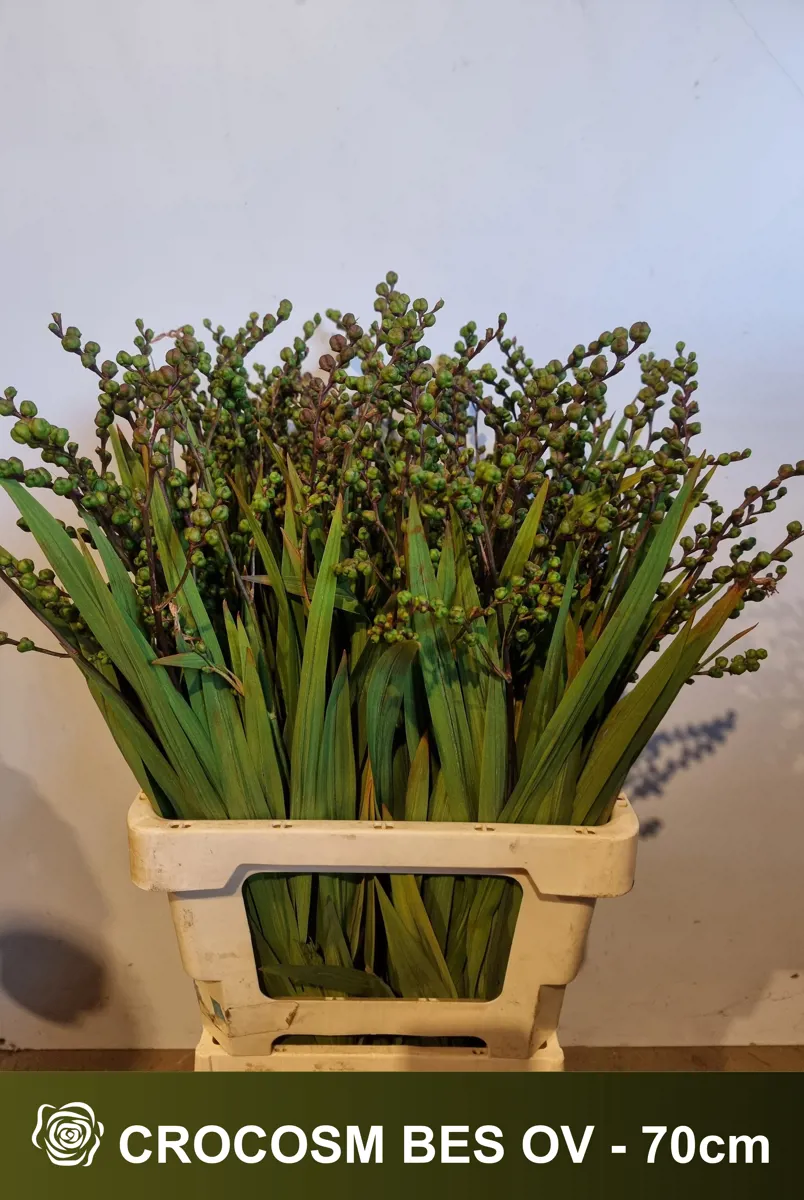 İthal Crocosmia M Bes 80cm - Ürün Görseli 1