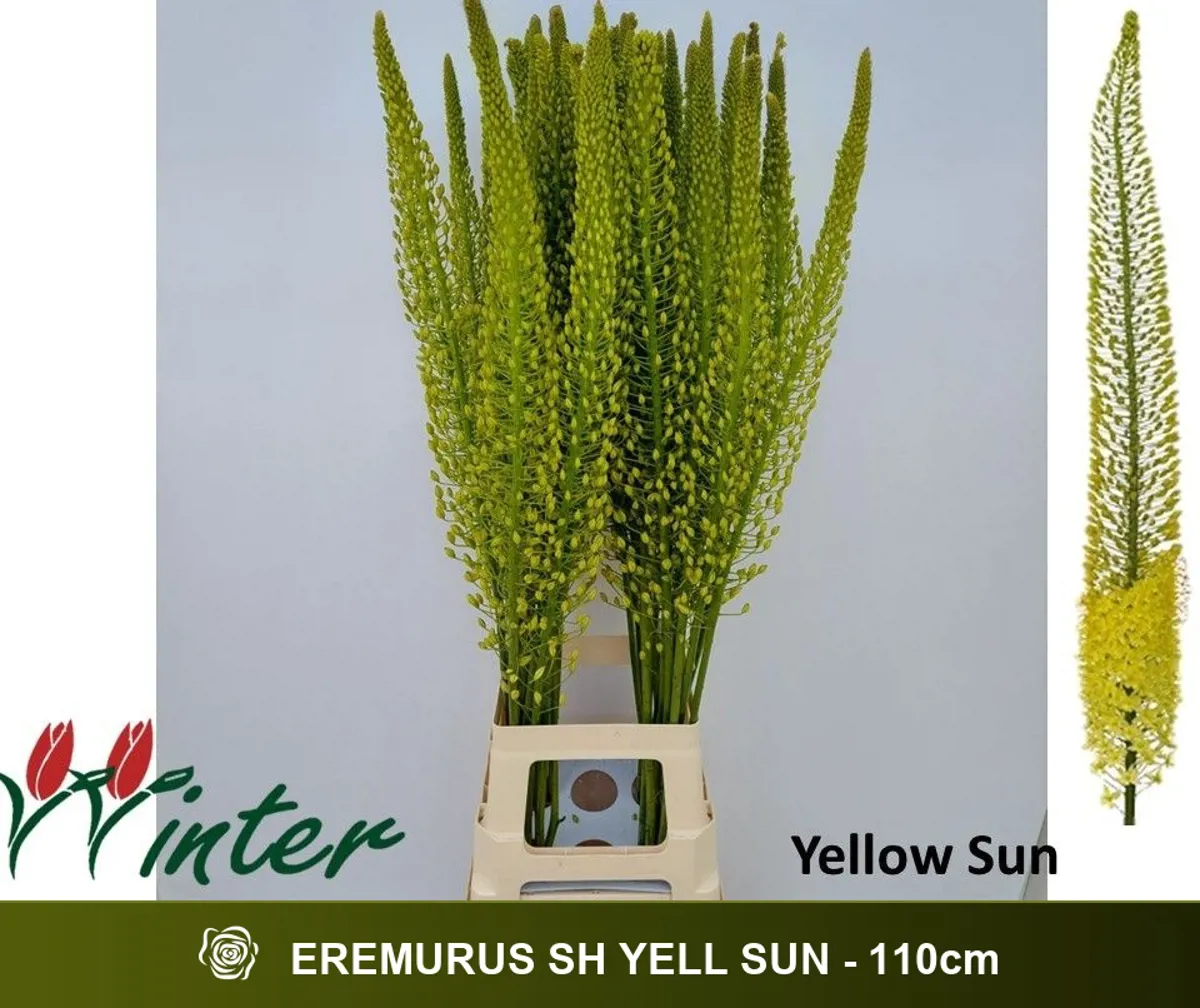 İthal Eremurus Shelf Yellow Sun (10 dal-110 cm) - Ürün Görseli 1