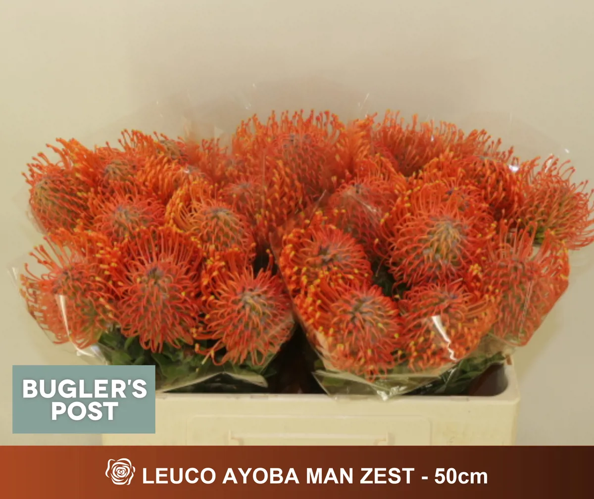 İthal Leucospermum Ayoba Peach (5 Dal- 50 cm) - Ürün Görseli 1