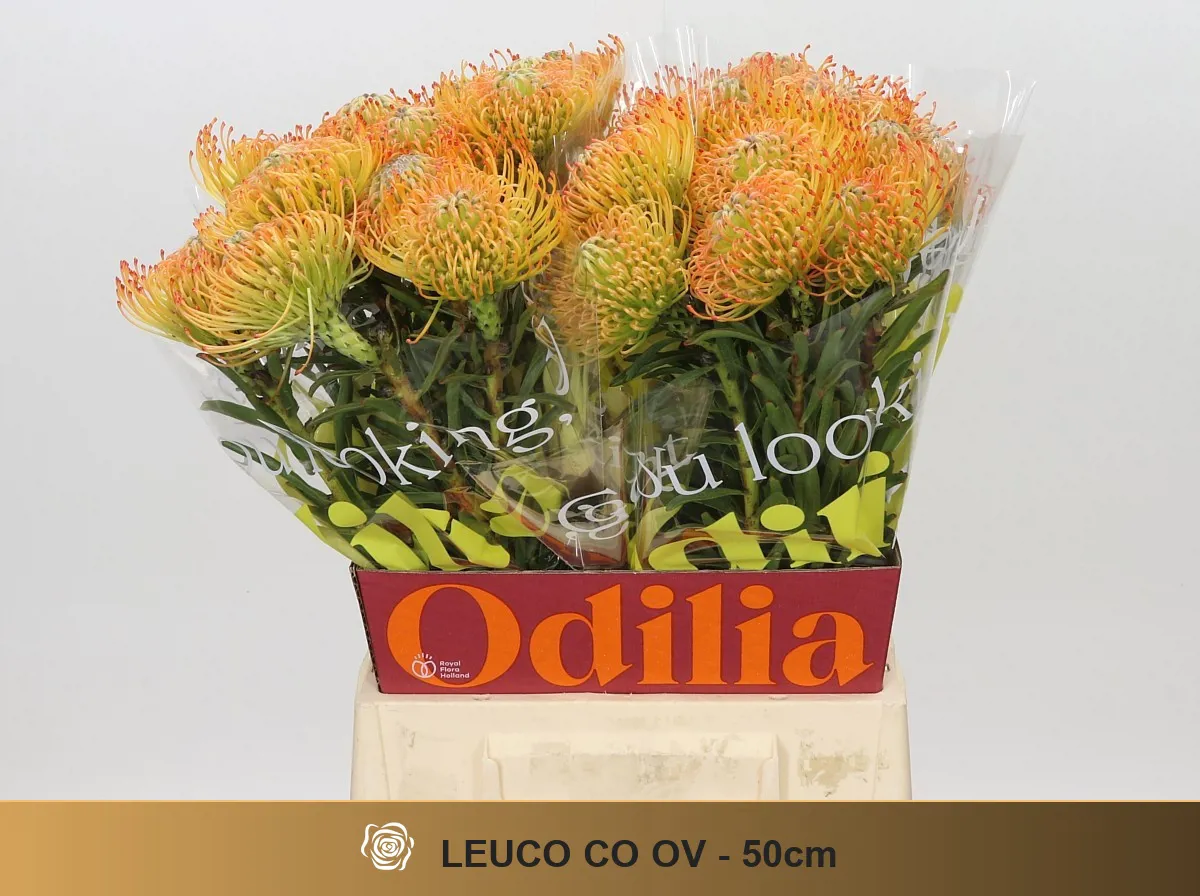 İthal Leucospermum Ov (5 Dal- 50 cm) - Ürün Görseli 1