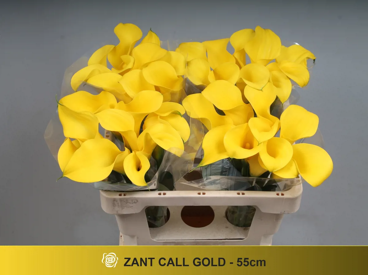 İthal Zantedeschia Call Gold (Gala-10dal-50cm) - Ürün Görseli 1