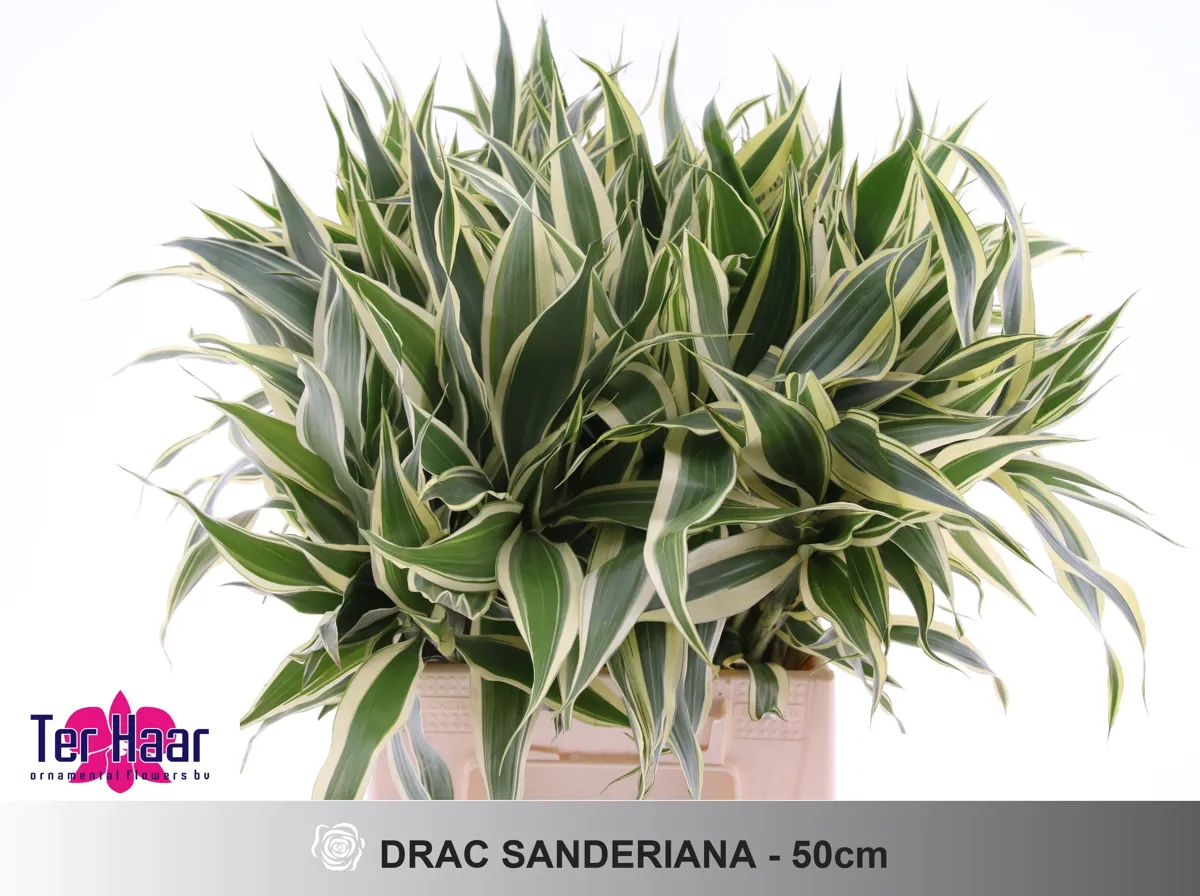 İthal Dracaena Sanderiana 50cm - Ürün Görseli 1