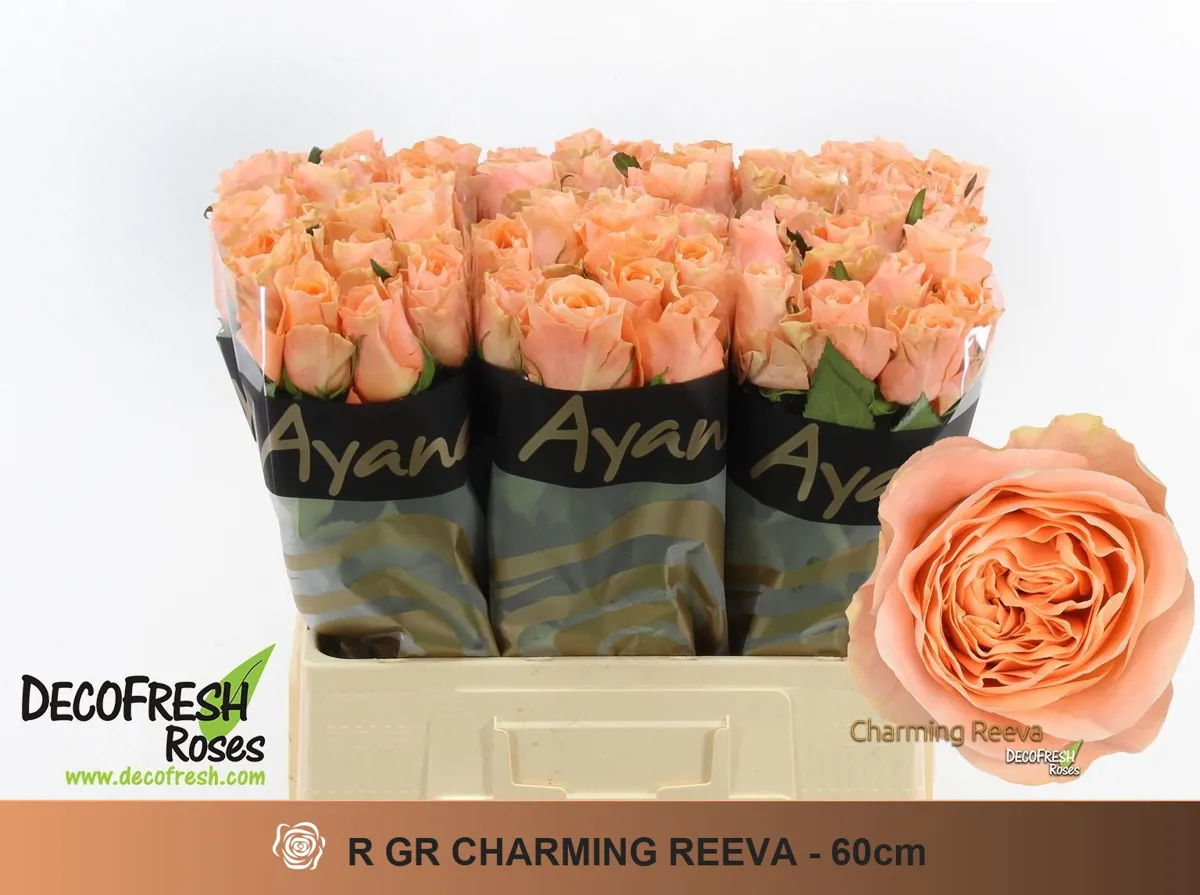 İthal Gül 60 cm Charming Reeva (10 dal) - Ürün Görseli 1