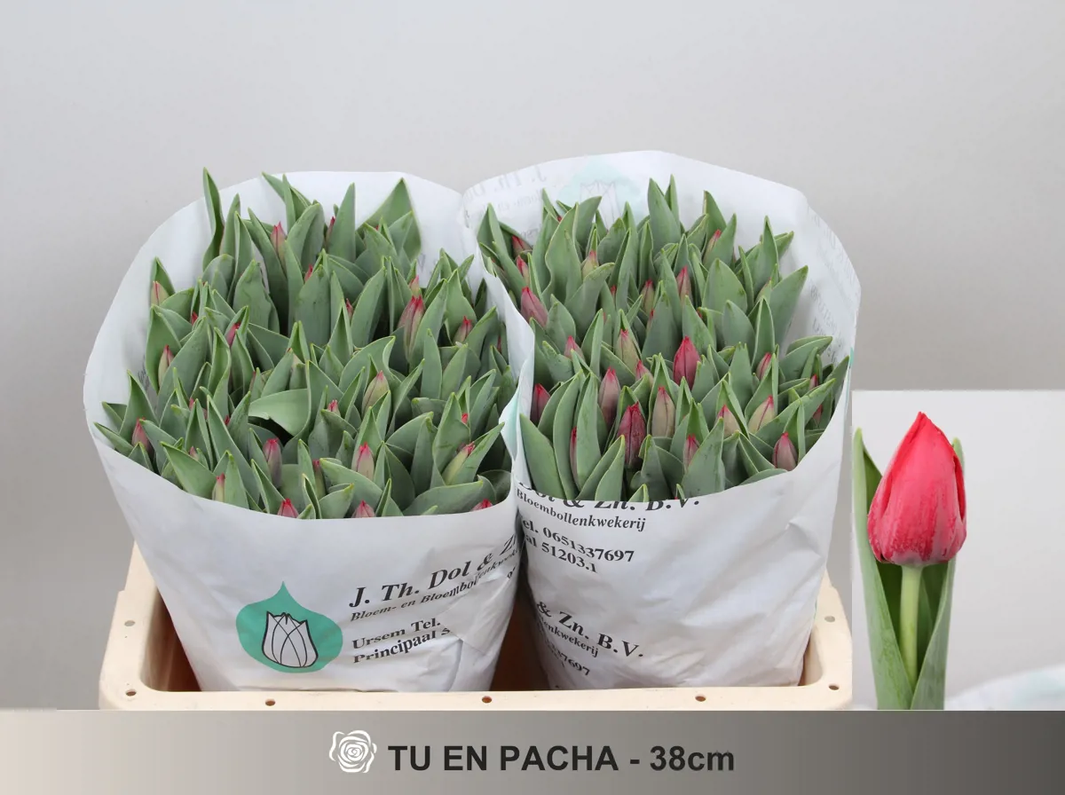 İthal Tulipa EN Pacha (Lale-50 dal-38 cm) - Ürün Görseli 1