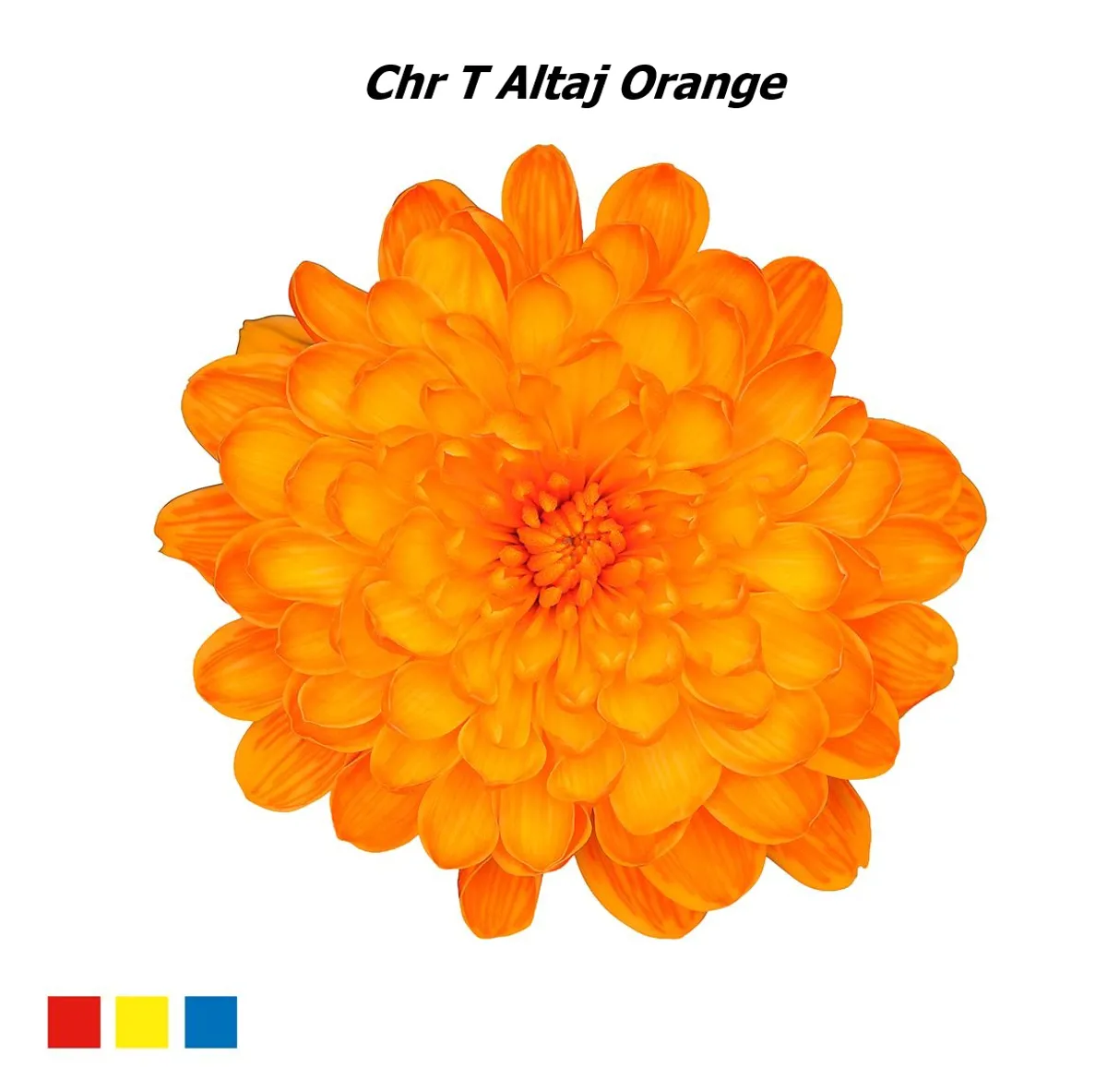 İthal Chrysanthemum T Altaj Orange (Biçme-5 dal-70cm) - Ürün Görseli 1