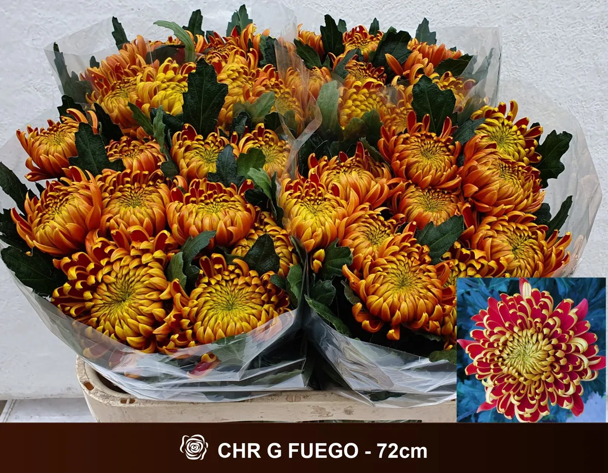 İthal Chrysanthemum G Fuego (10 dal-72cm) - Ürün Görseli 1