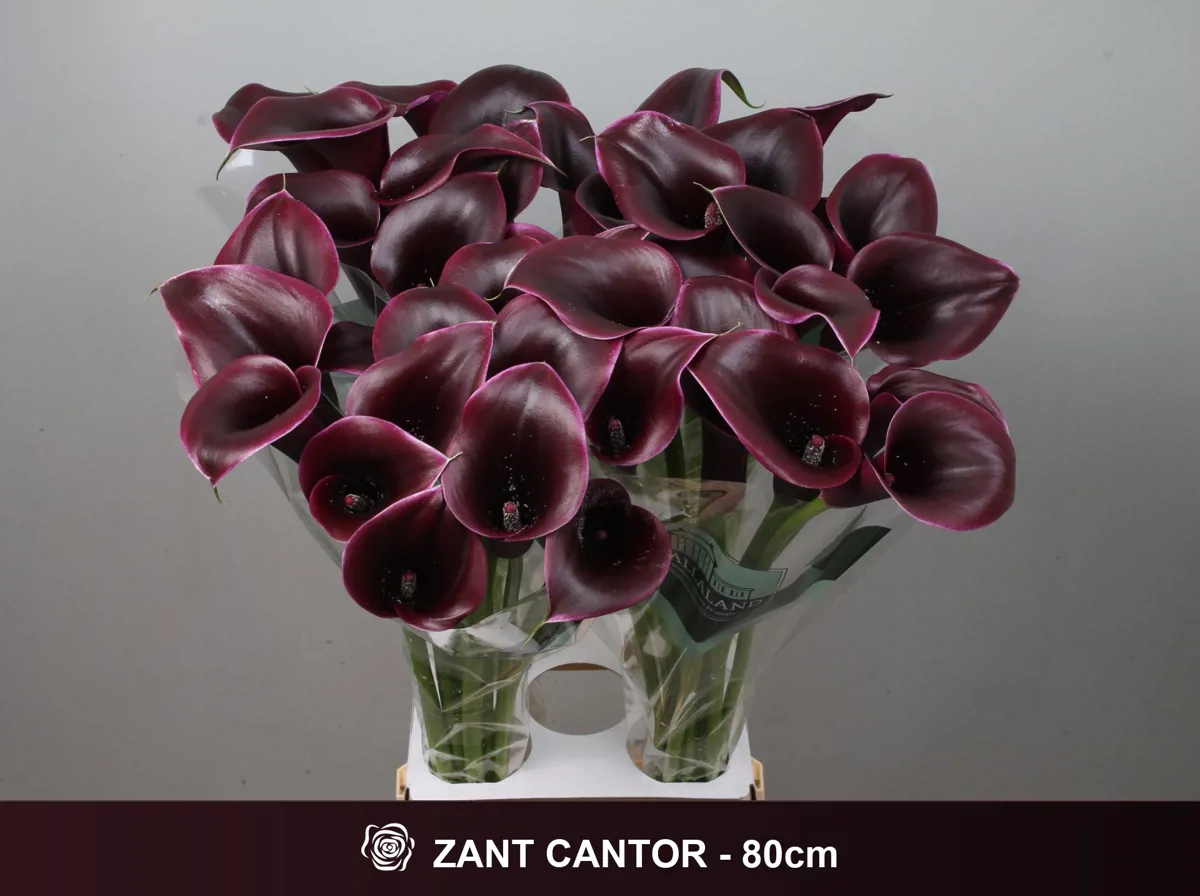 İthal Zantedeschia Cantor (Gala-10dal-80cm) - Ürün Görseli 1