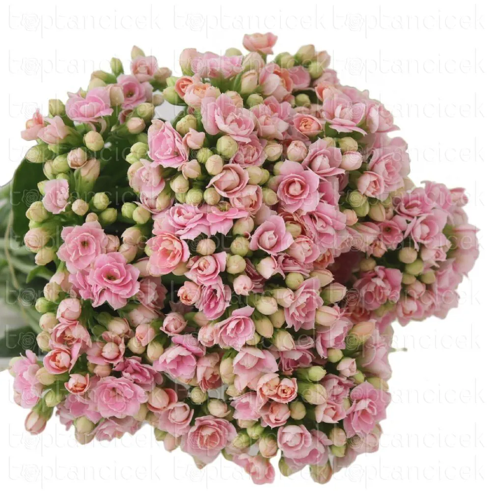 Ayr Kalanchoe Pembe (5 Dal 35-40 Cm)