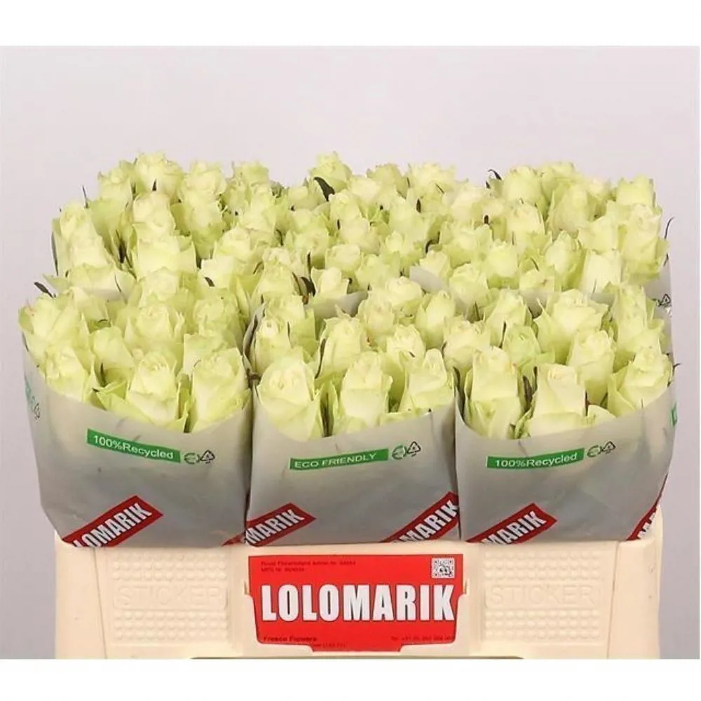 Agr İthal Gül Athena (10 dal-50cm)