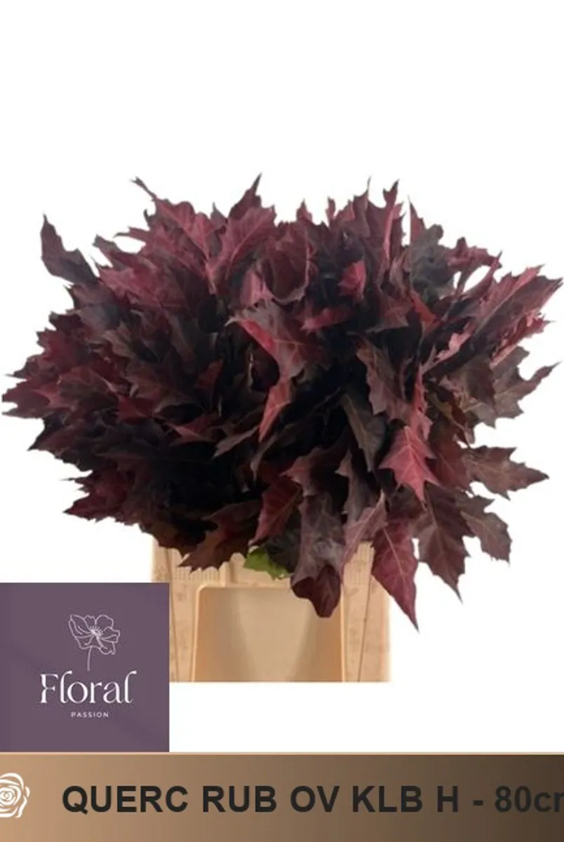 İthal Rubra Quercus Ov (20 dal-80cm) - Ürün Görseli 1