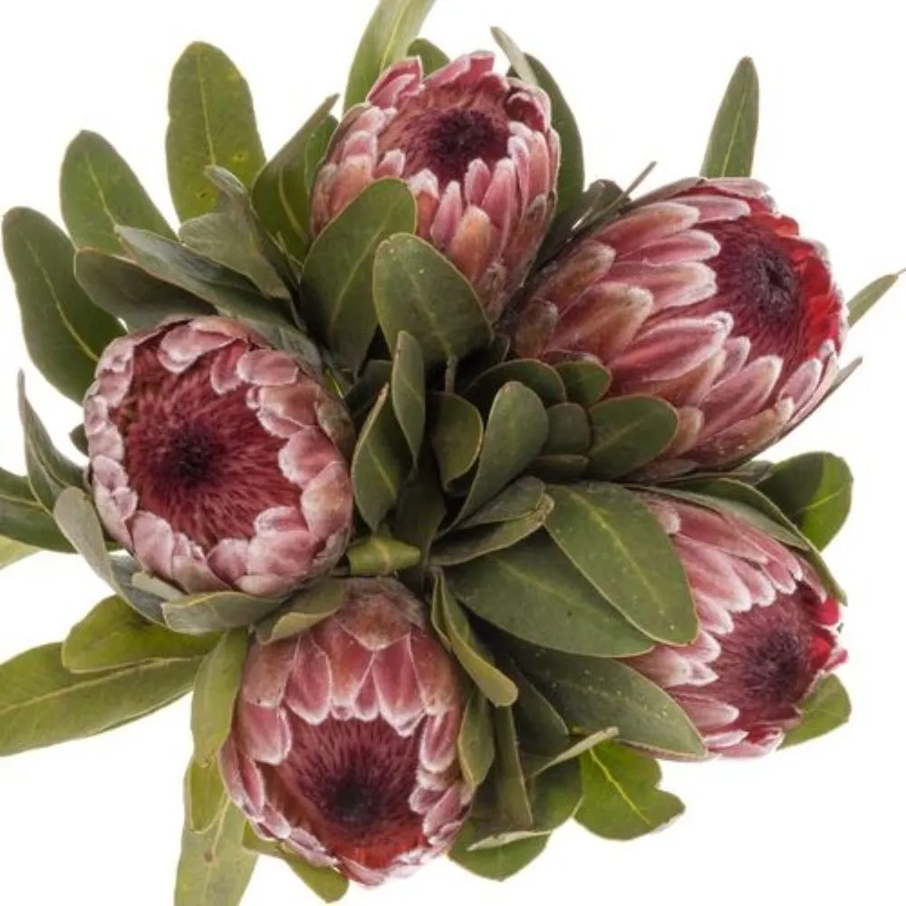  İthal Protea Pink Ice (5dal-50cm)