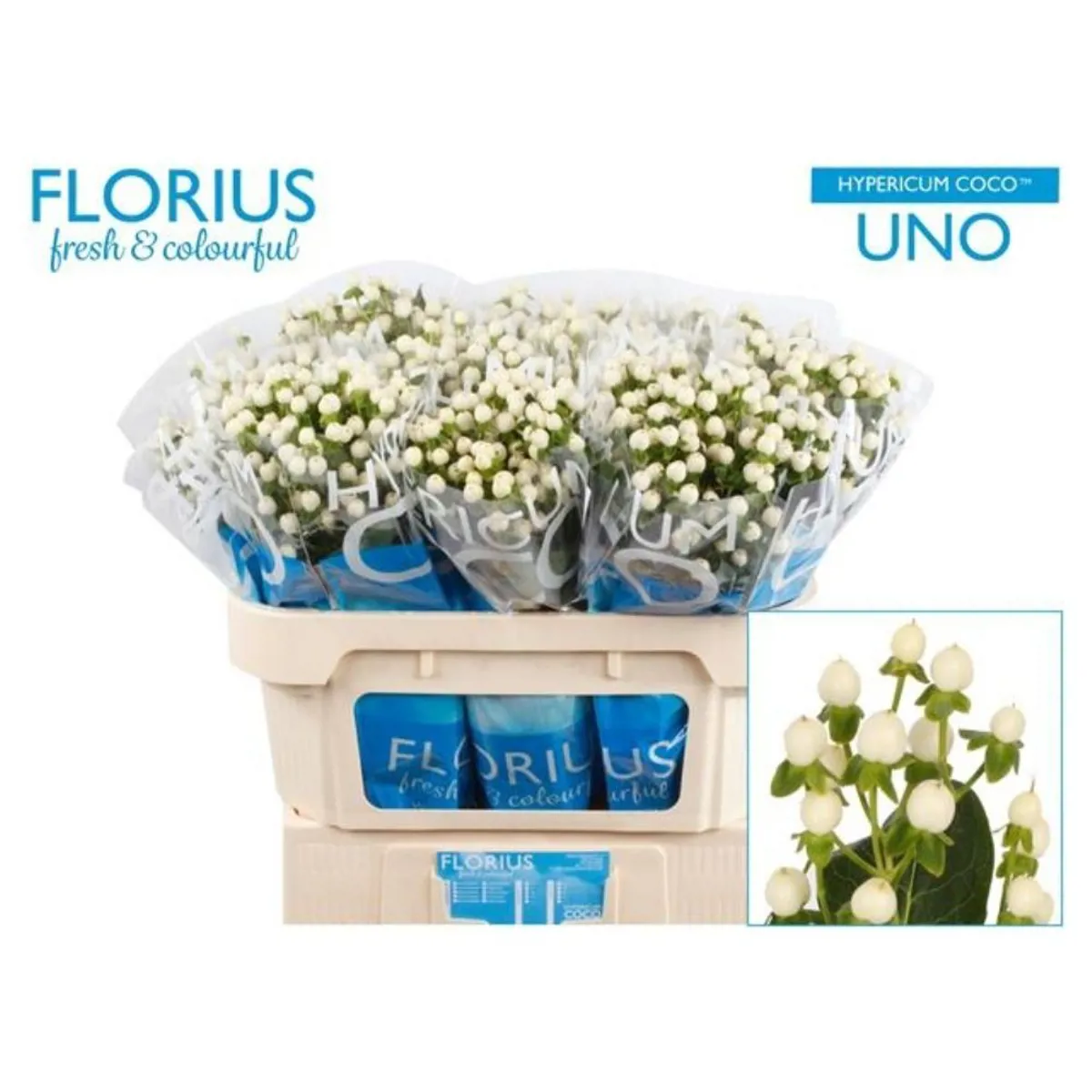  İthal Hypericum Coco 50 cm Uno (10 dal) - Ürün Görseli 1