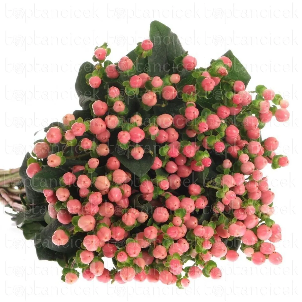 İthal Hypericum Coco 40 cm Uno (10 dal) - Ürün Görseli 1