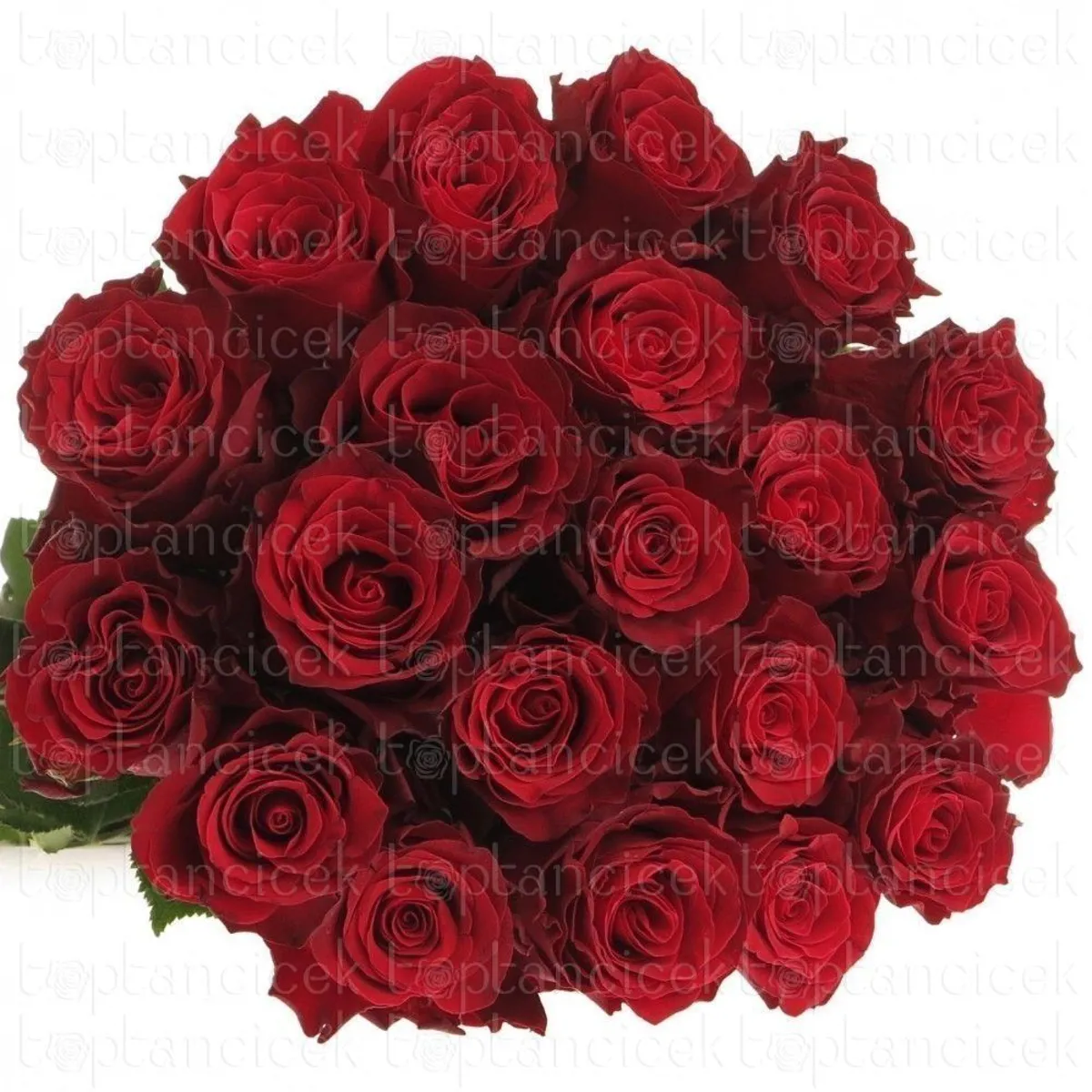 İthal Gül Kırmızı 70 cm Rhodos (10 dal) - Ürün Görseli 1