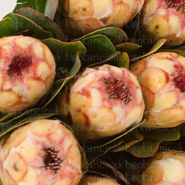 Ürün görseli 2