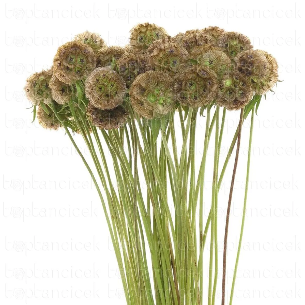  İthal Scabiosa Stellat (30dal-70cm) - Ürün Görseli 1