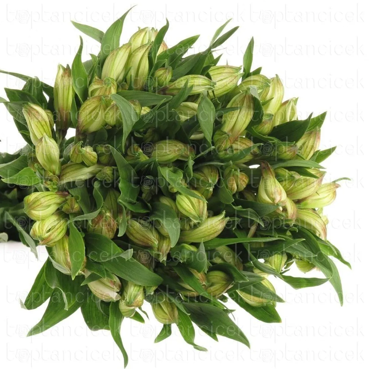 Ürün görseli