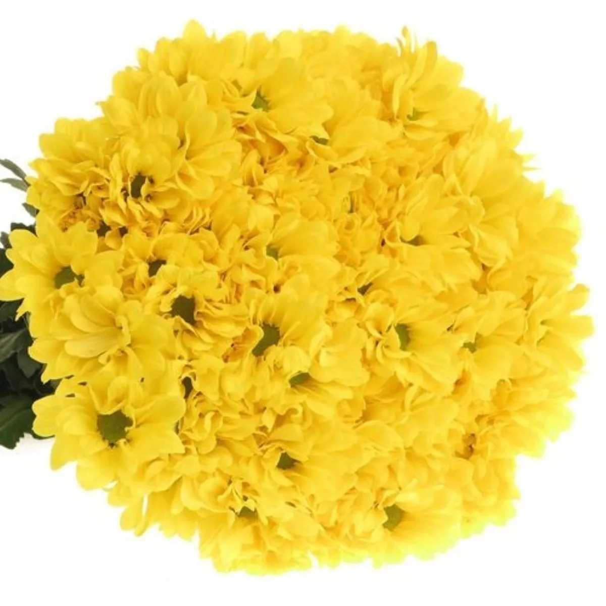 İthal Chrysanthemum T Celebrate (Biçme-5 dal-70cm) - Ürün Görseli 1