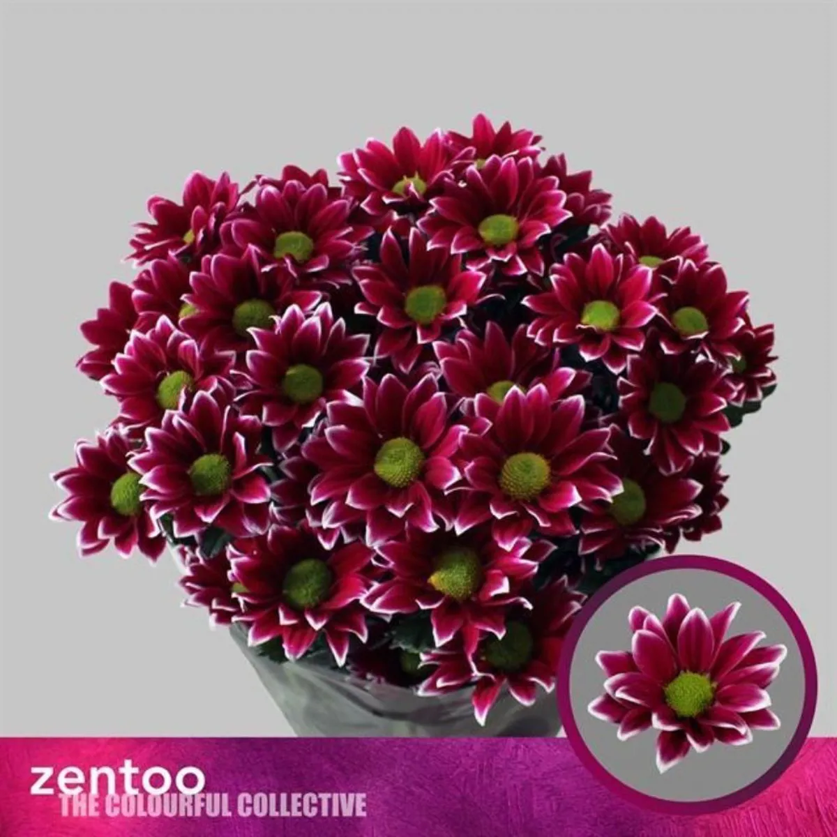 İthal Chrysanthemum T Haydar (5 dal-70cm) - Ürün Görseli 1