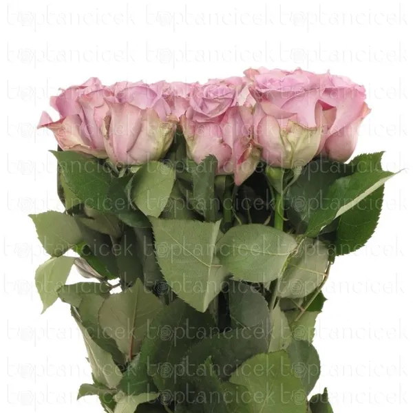 Ürün görseli 2