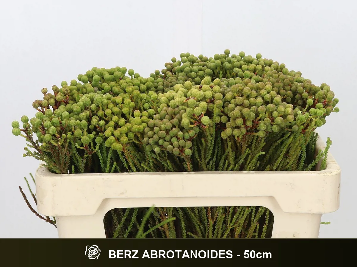 İthal Berzelia Abrotanoides (10dal-50cm) - Ürün Görseli 1