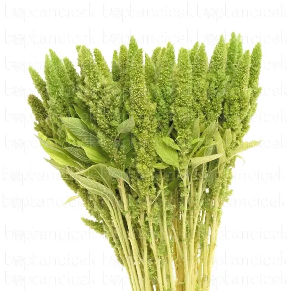 Ürün görseli 2