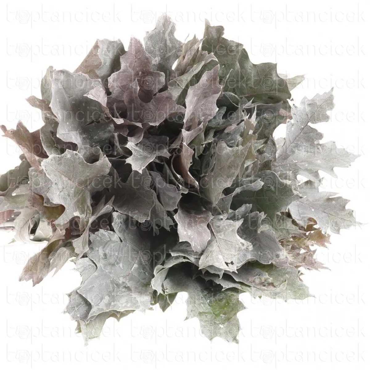  İthal Rubra Quercus Paint White (20 dal-80cm) - Ürün Görseli 1