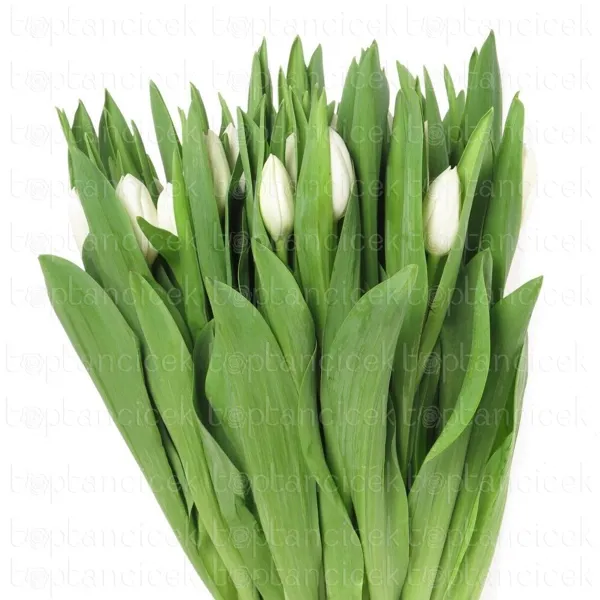 Ürün görseli 2