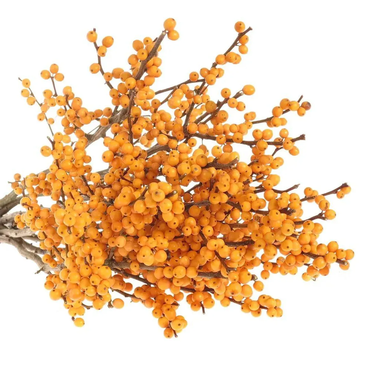  İthal İlex Golden Verboom (10 dal-90 cm) - Ürün Görseli 1