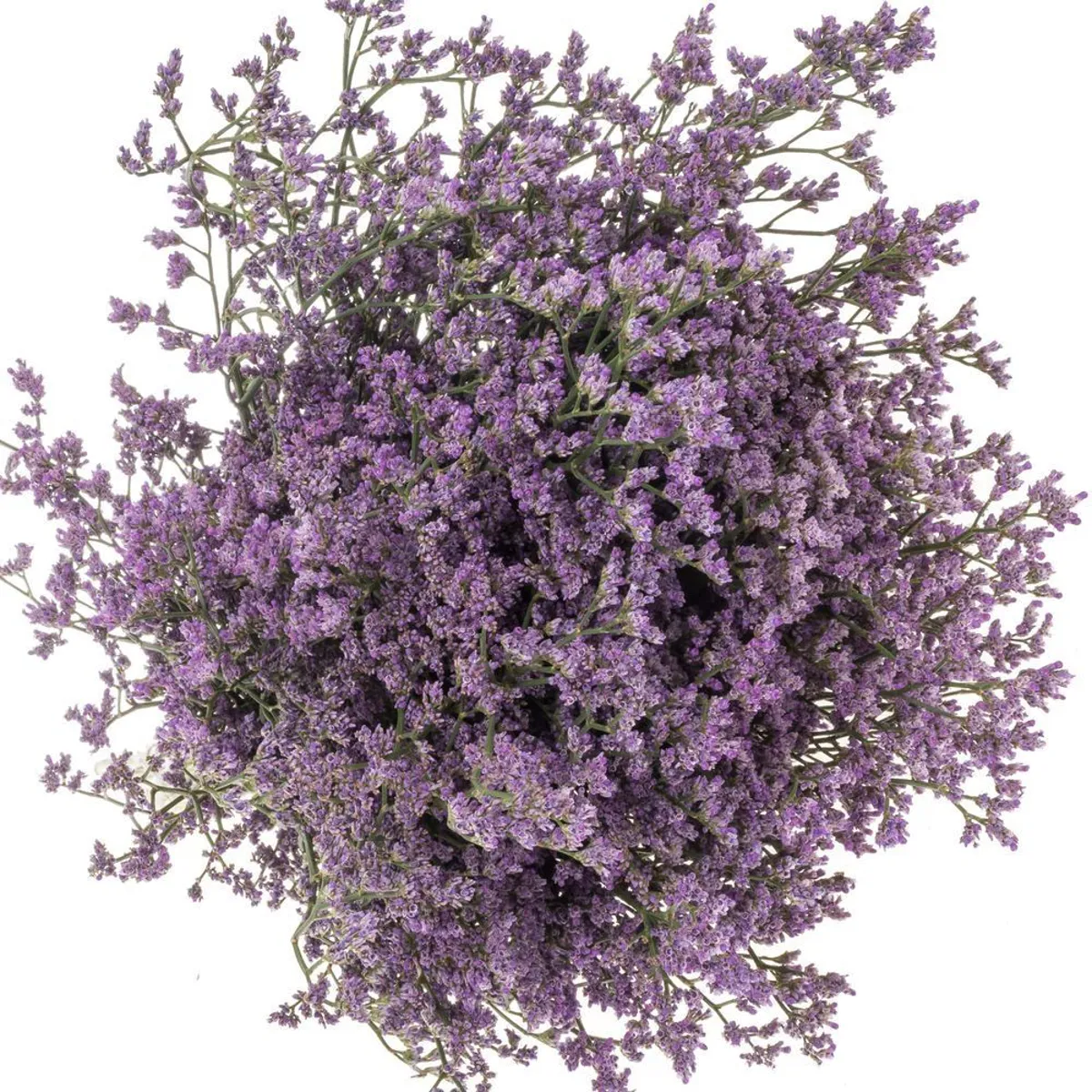 İthal Limonium Saf Lilac (25 dal-60cm) - Ürün Görseli 1