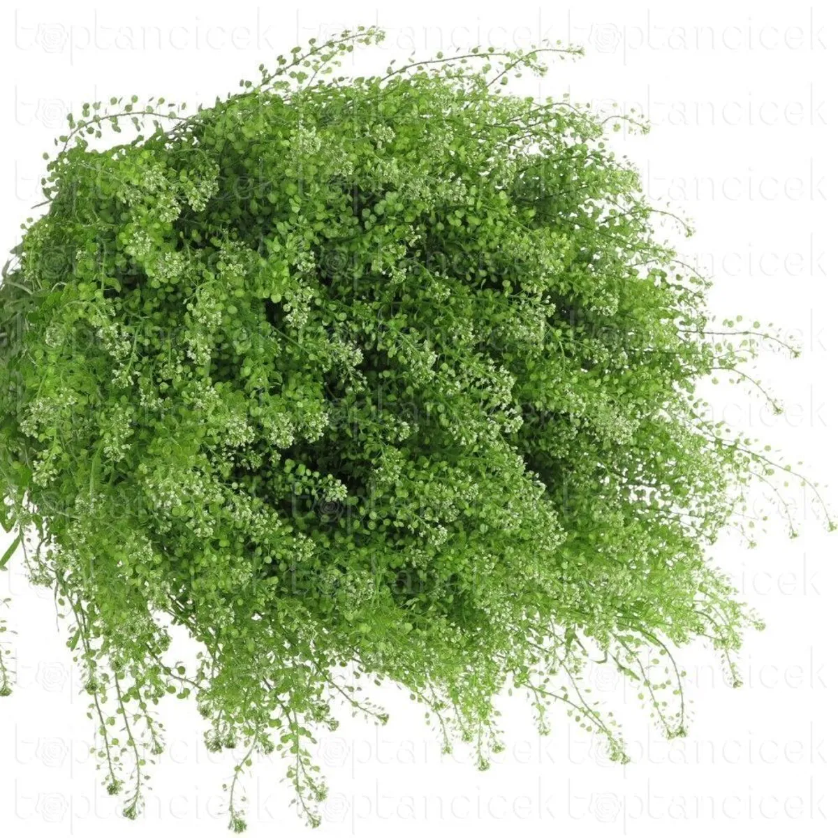 İthal Lepidium Green Bell (25 dal-75cm) - Ürün Görseli 1