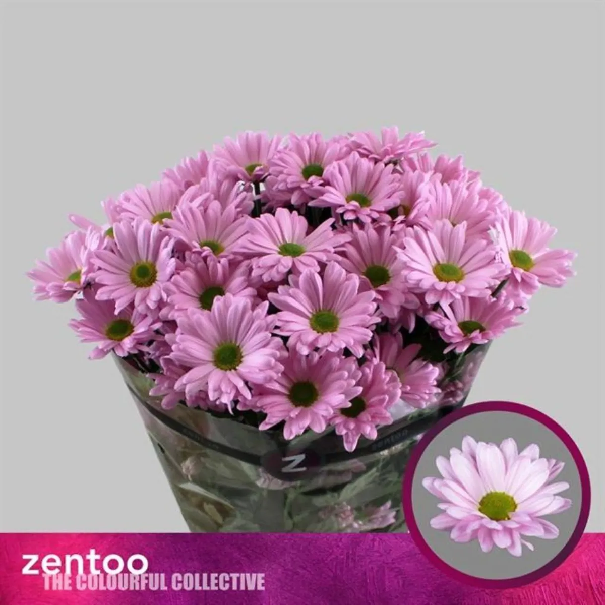 İthal Chrysanthemum T Katinka (Biçme-5 dal-70cm) - Ürün Görseli 1