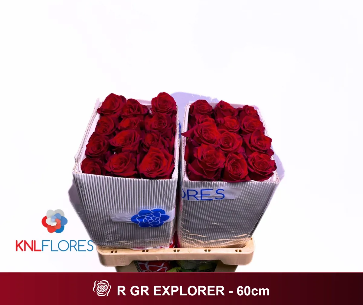  İthal Gül Ekvator Explorer (25dal-60cm) - Ürün Görseli 1