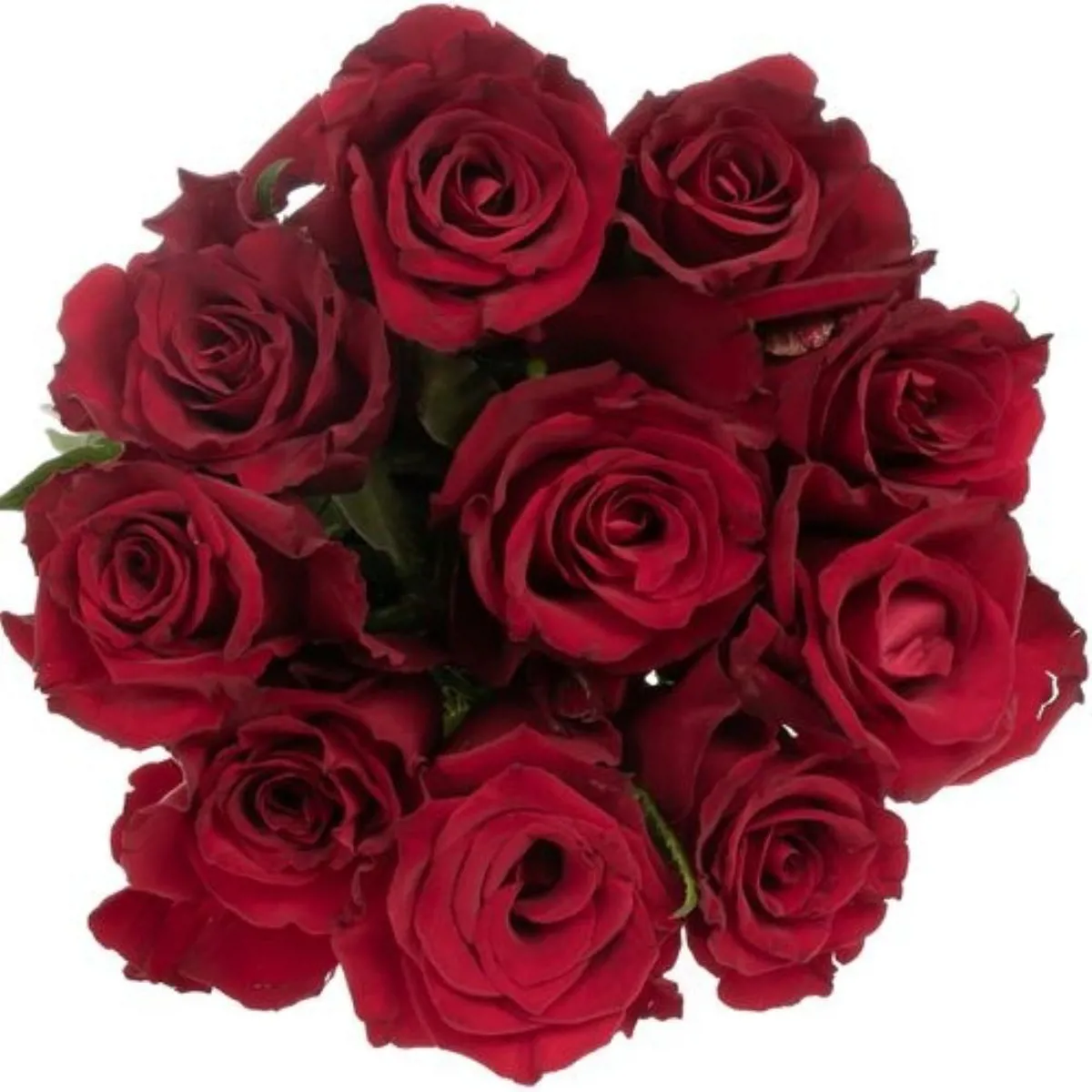  İthal Gül Kırmızı Ever Red (10dal-70cm) - Ürün Görseli 1