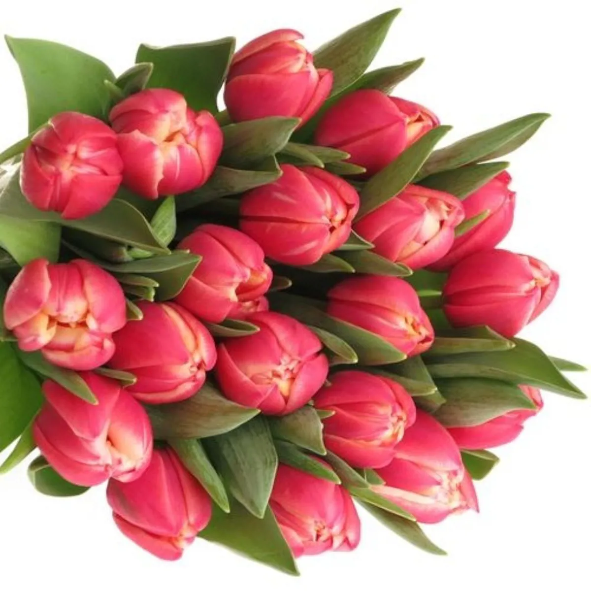  İthal Tulipa Du Columbus (Lale-50 dal-37 cm) - Ürün Görseli 1