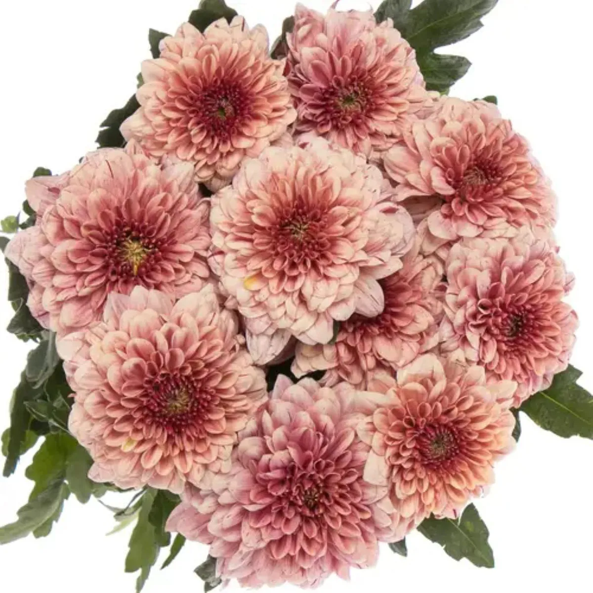 İthal Chrysanthemum G Pip Salmon (10 dal-70cm) - Ürün Görseli 1