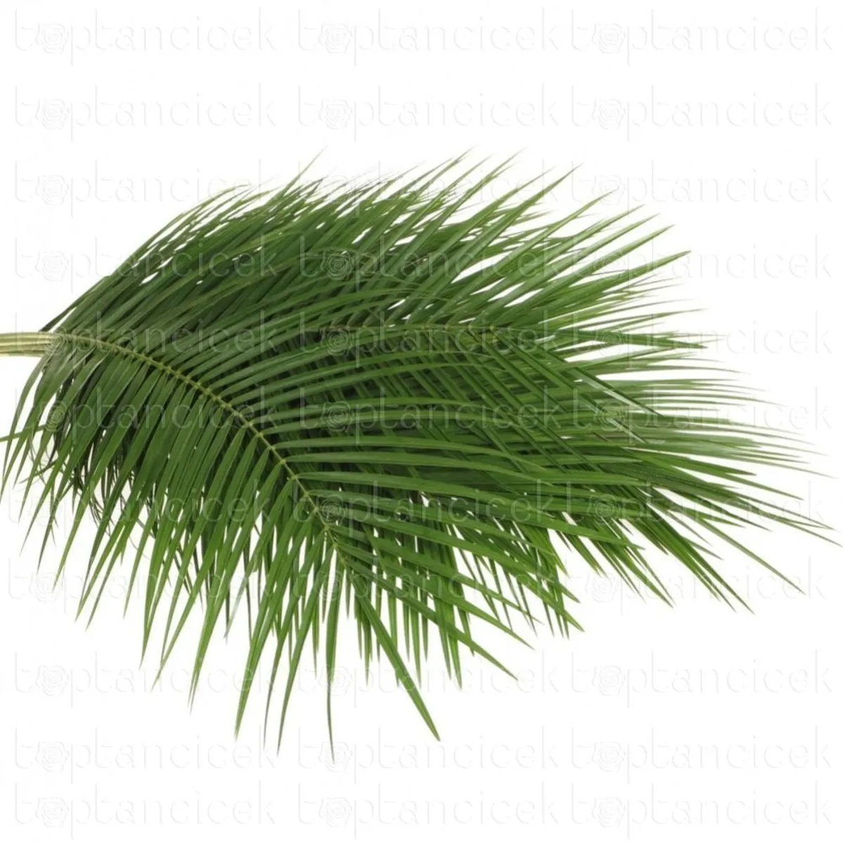 Garnitür İthal Phoenix (Fenix Yaprağı-10dal-60cm) - Ürün Görseli 1