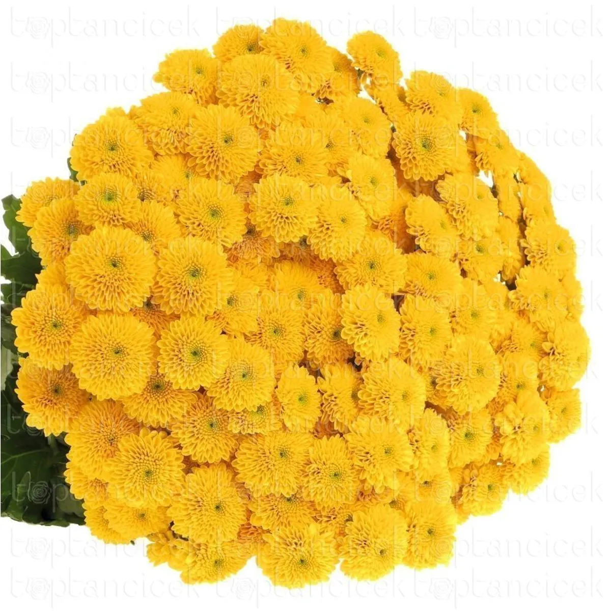  İthal Chrysanthemum San Aurinko (Santini Biçme- 25 dal-55cm) - Ürün Görseli 1