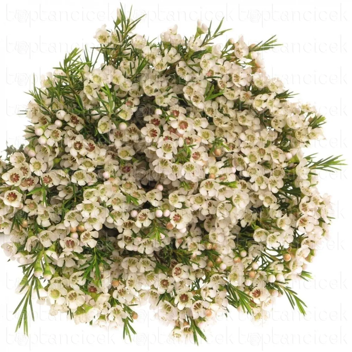  İthal Chamelaucium Un Ofir (Wax-60cm-25dal) - Ürün Görseli 1