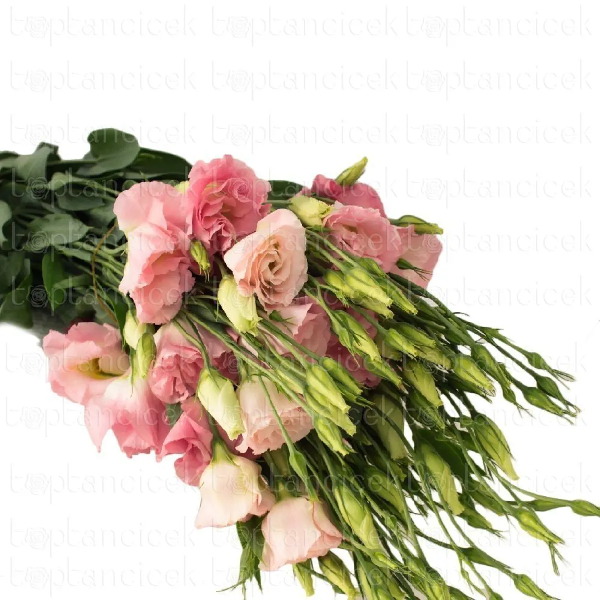 Yerli Lisianthus Somon (10 Dal) - Ürün Görseli 1