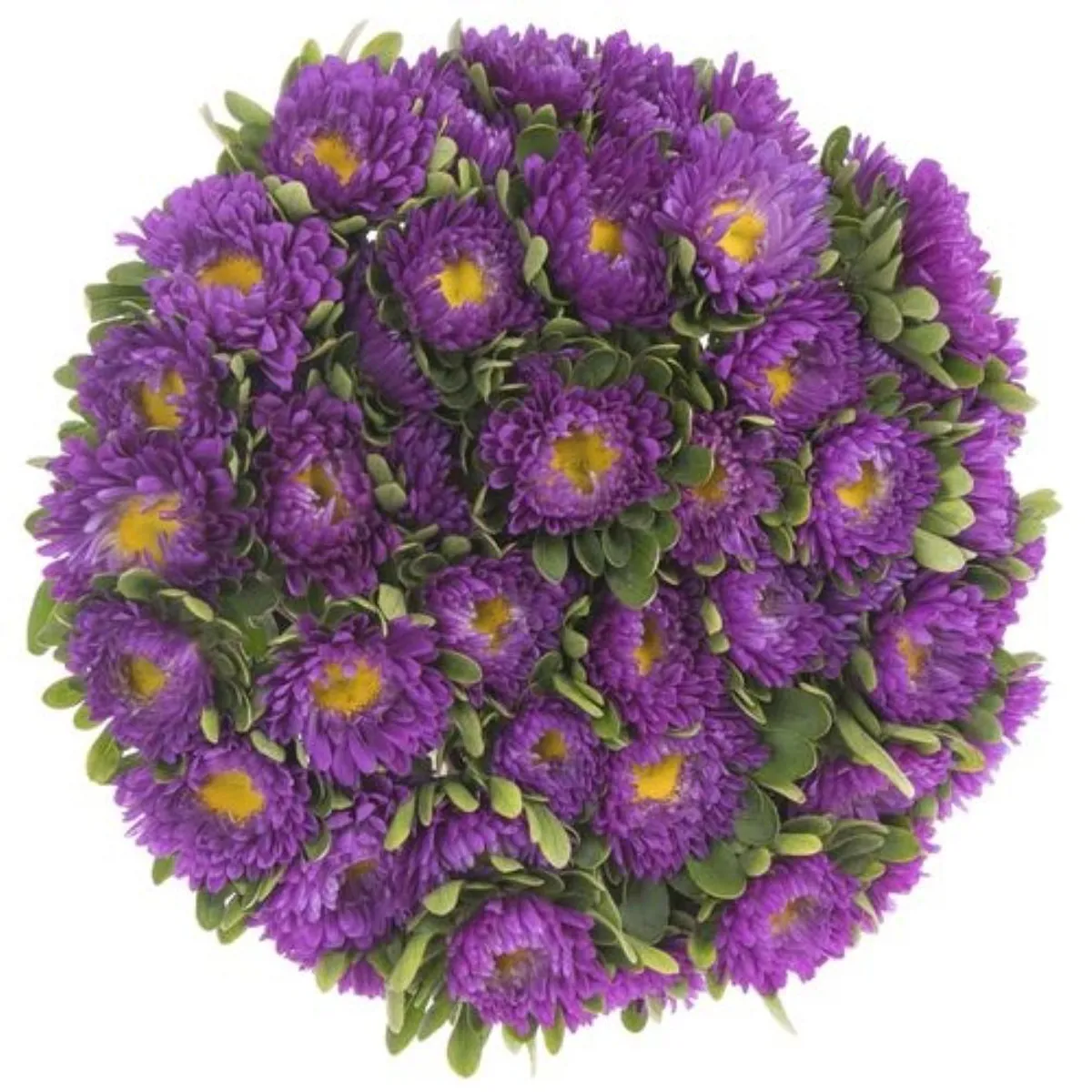 Aster Lila (Saraypatı) - Ürün Görseli 1