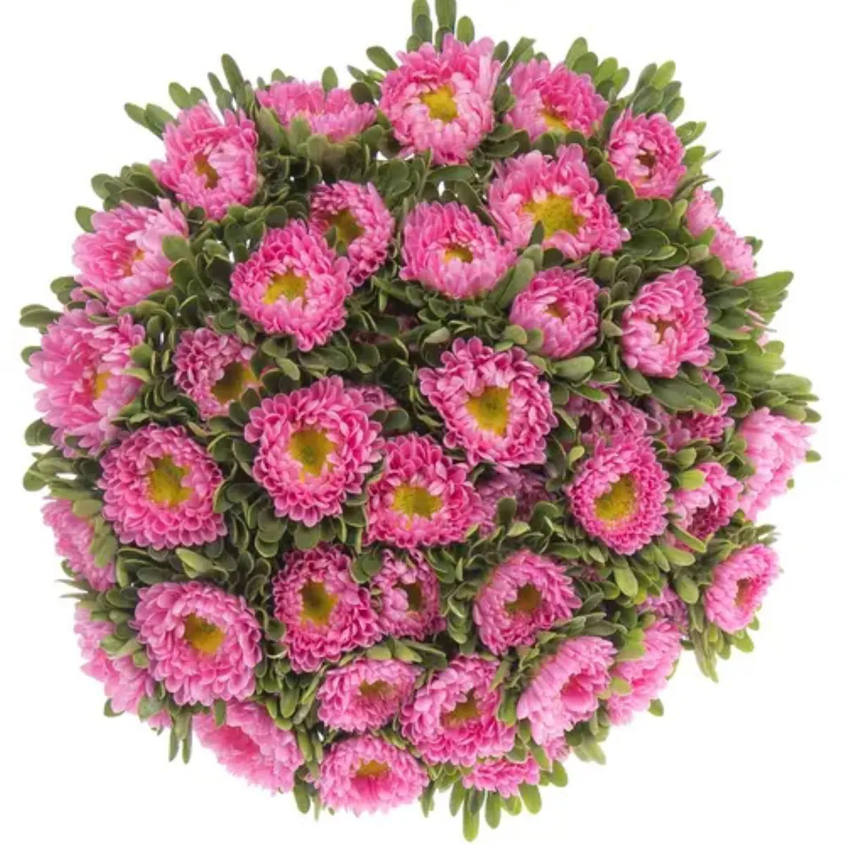Aster Pembe (Saraypatı) - Ürün Görseli 1