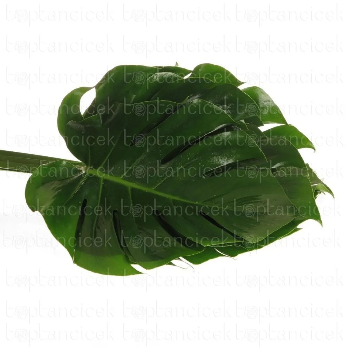 Garnitur Yerli Monstera (Deve Tabanı-5 dal) - Ürün Görseli 1
