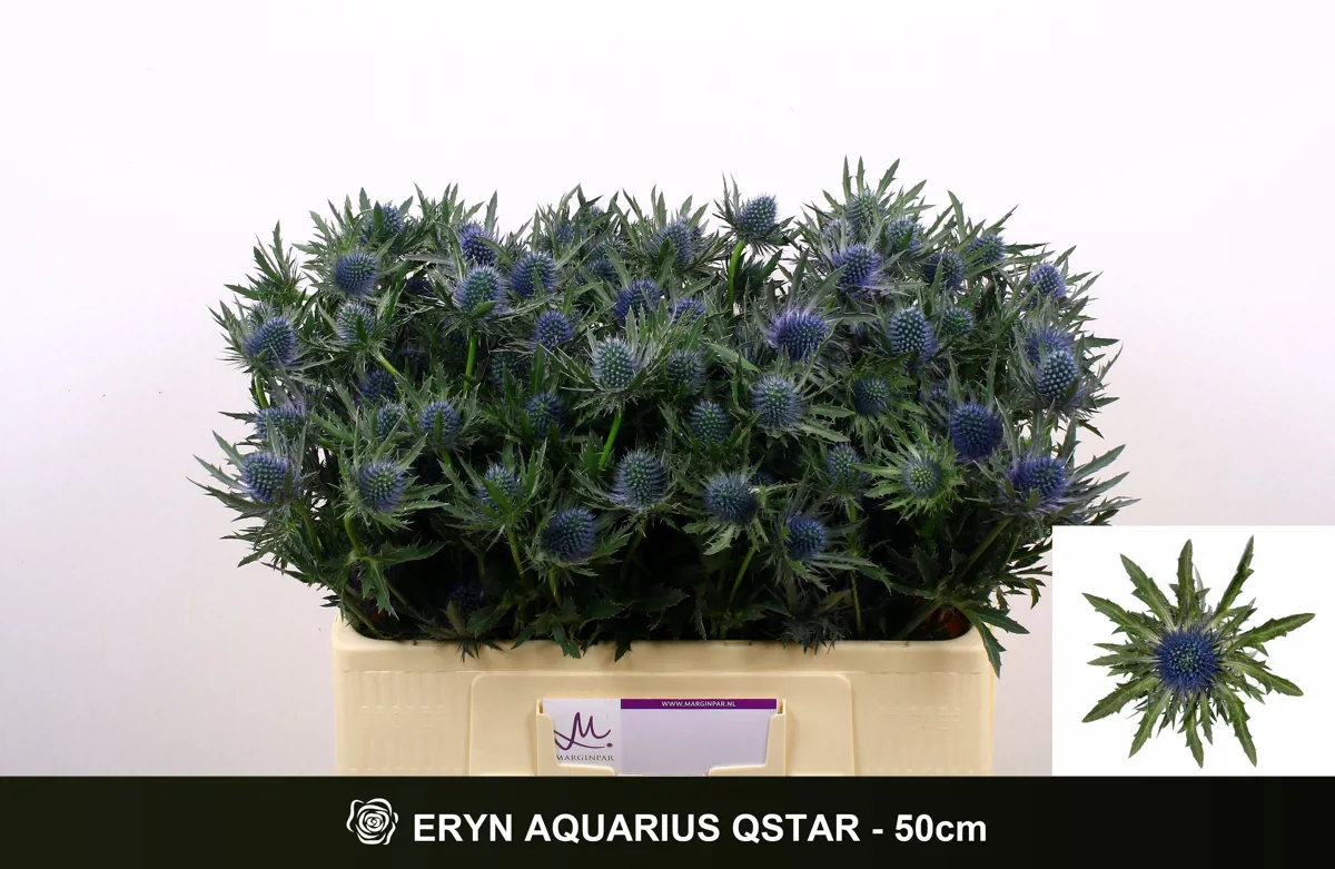  İthal Eryngium Aquar Questar (10 dal-50cm) - Ürün Görseli 1
