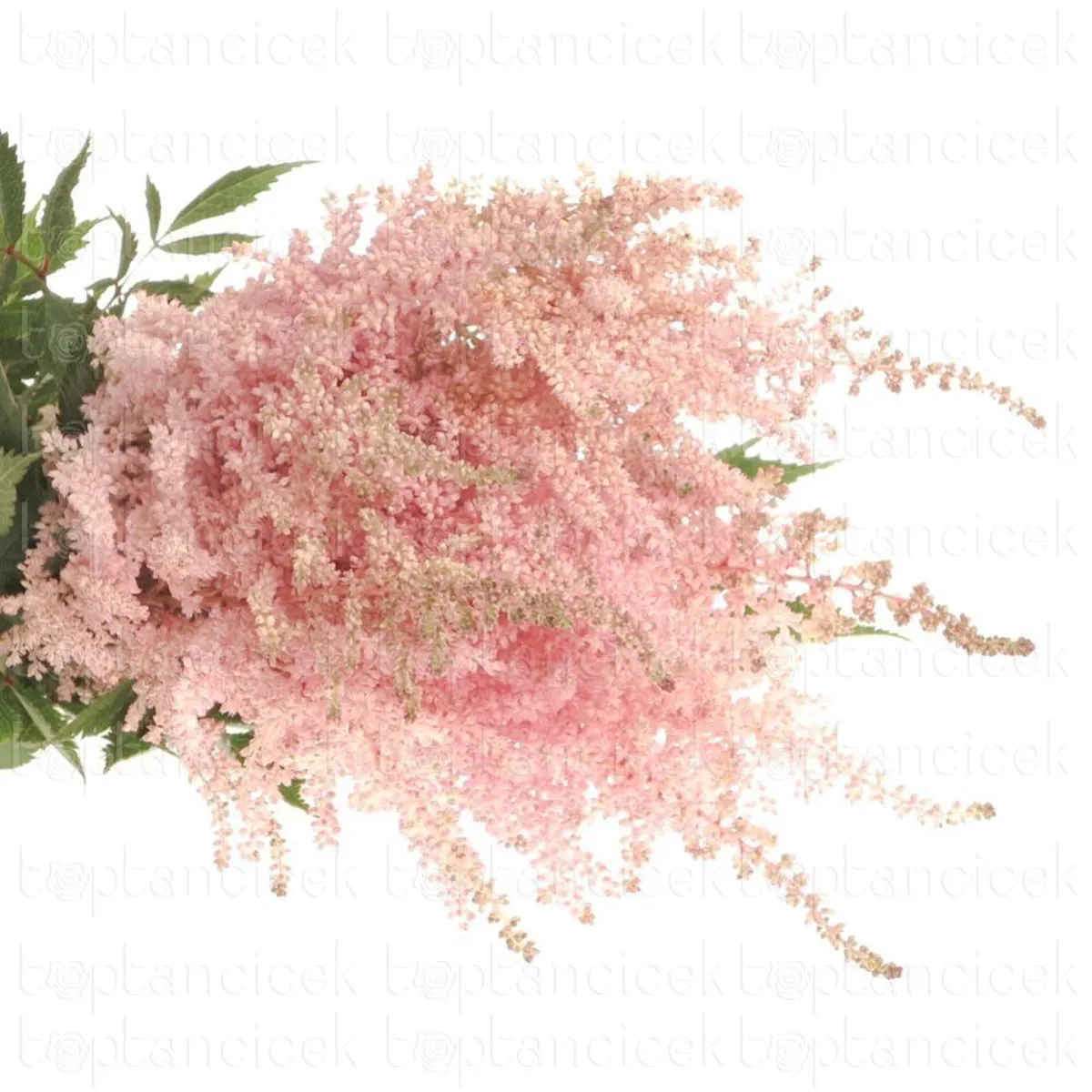 İthal Astilbe Ja Europa (10dal-50cm) - Ürün Görseli 1