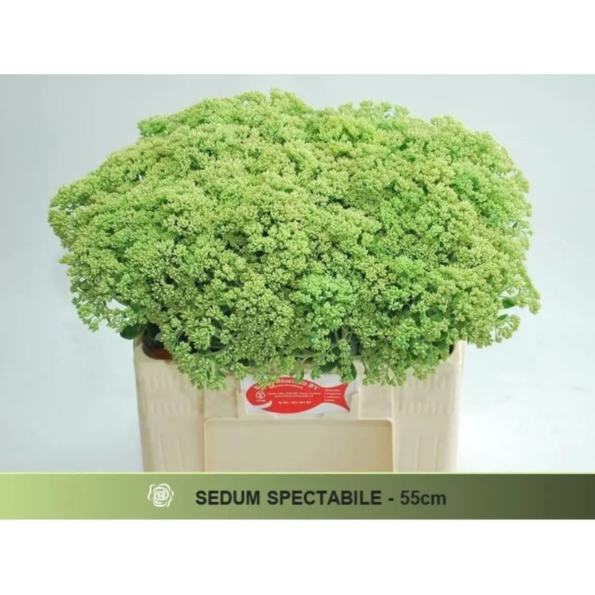 İthal Sedum Spectabile (10 dal-55cm) - Ürün Görseli 1