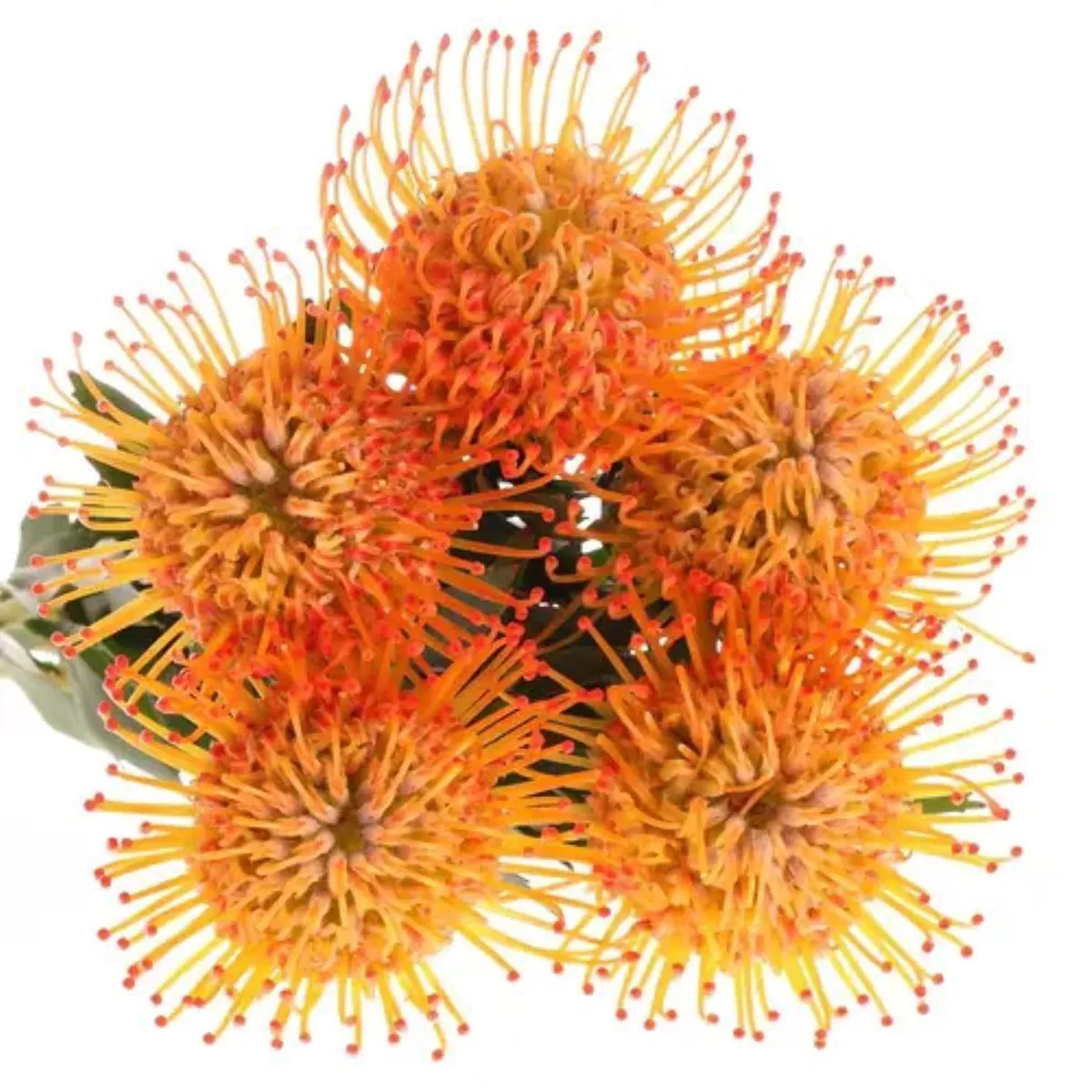 İthal Leucospermum Ayoba Sun (5dal-50cm) - Ürün Görseli 1