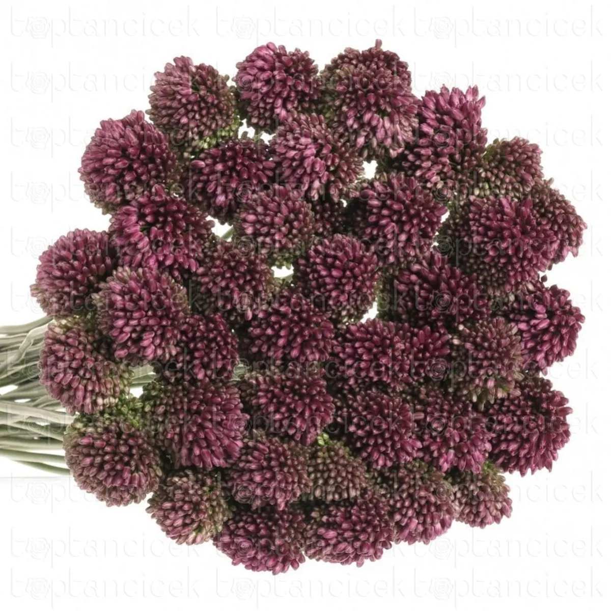 İthal Allium Sphaerocephal (10dal-80cm) - Ürün Görseli 1
